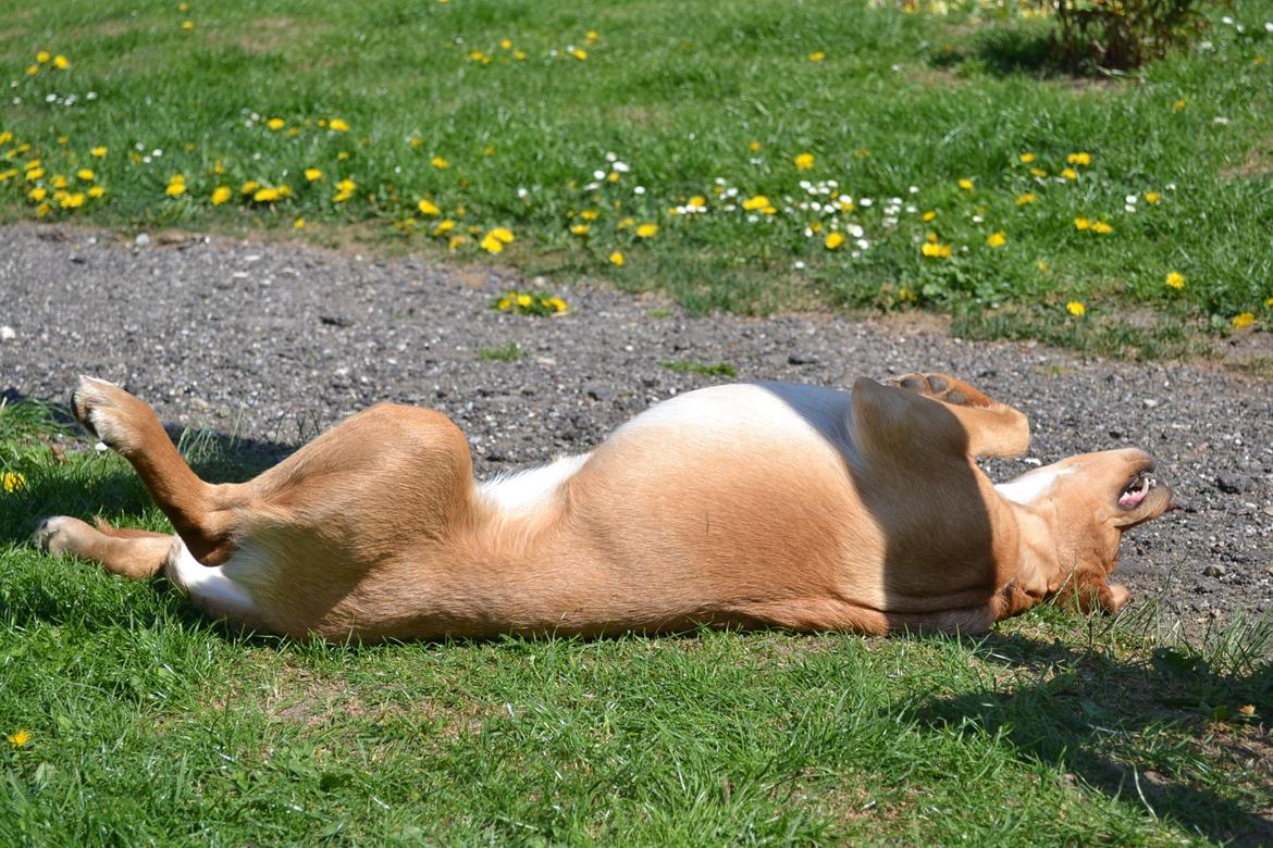 Blanding af racer Luna *Min mors hund* billede 3