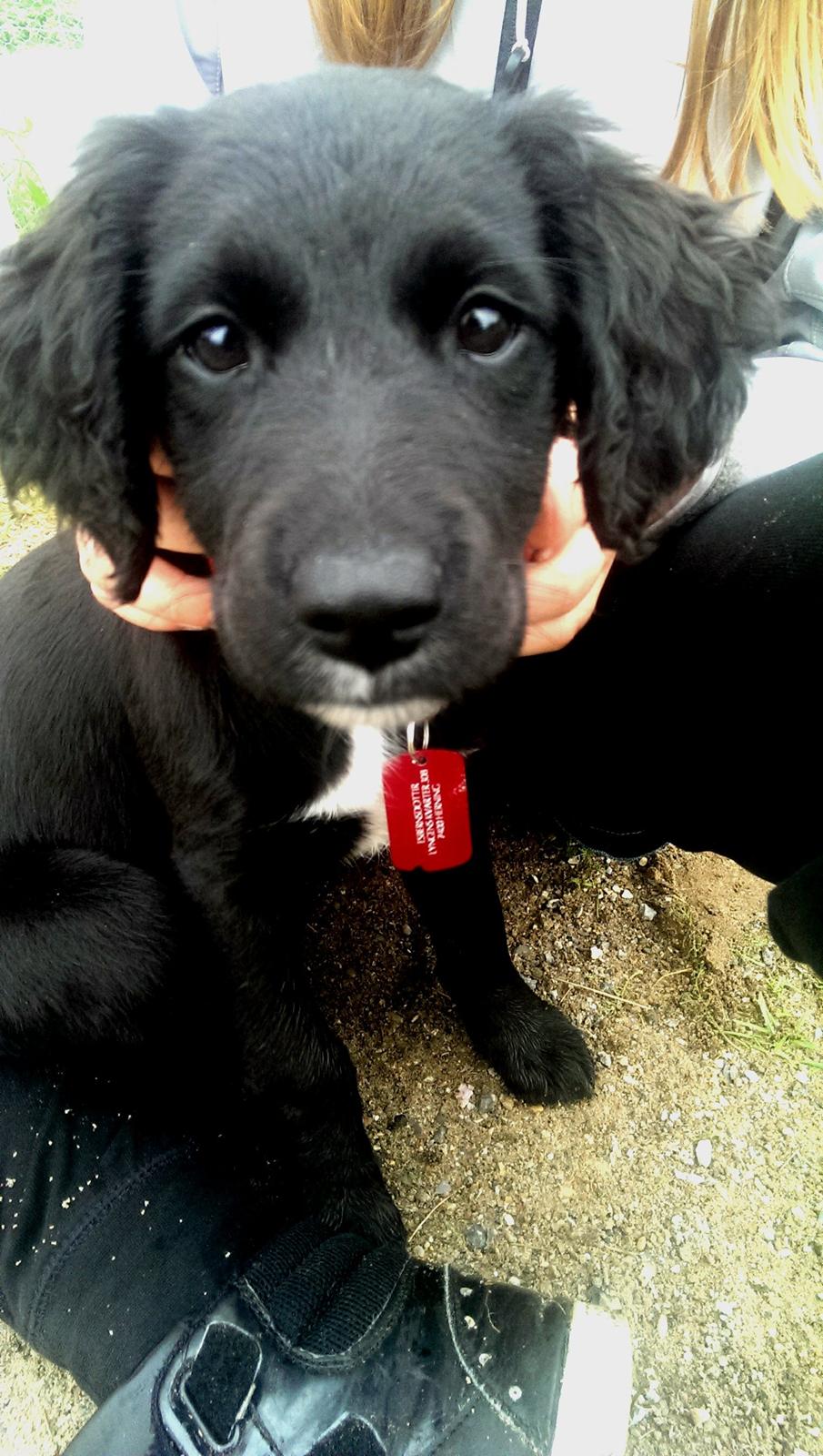 Blanding af racer Joy billede 1