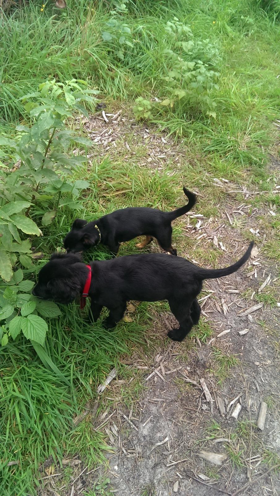 Blanding af racer Joy billede 3