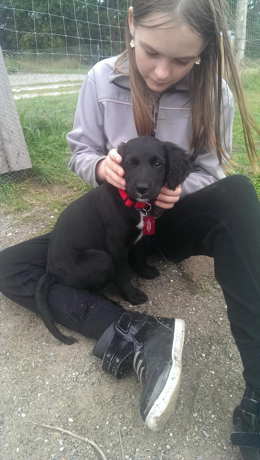 Blanding af racer Joy billede 2