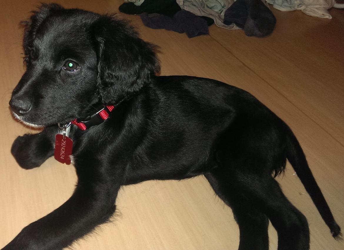 Blanding af racer Joy billede 5