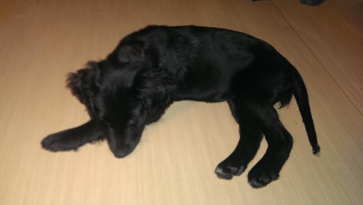 Blanding af racer Joy billede 6