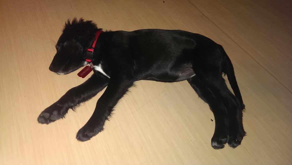 Blanding af racer Joy billede 7