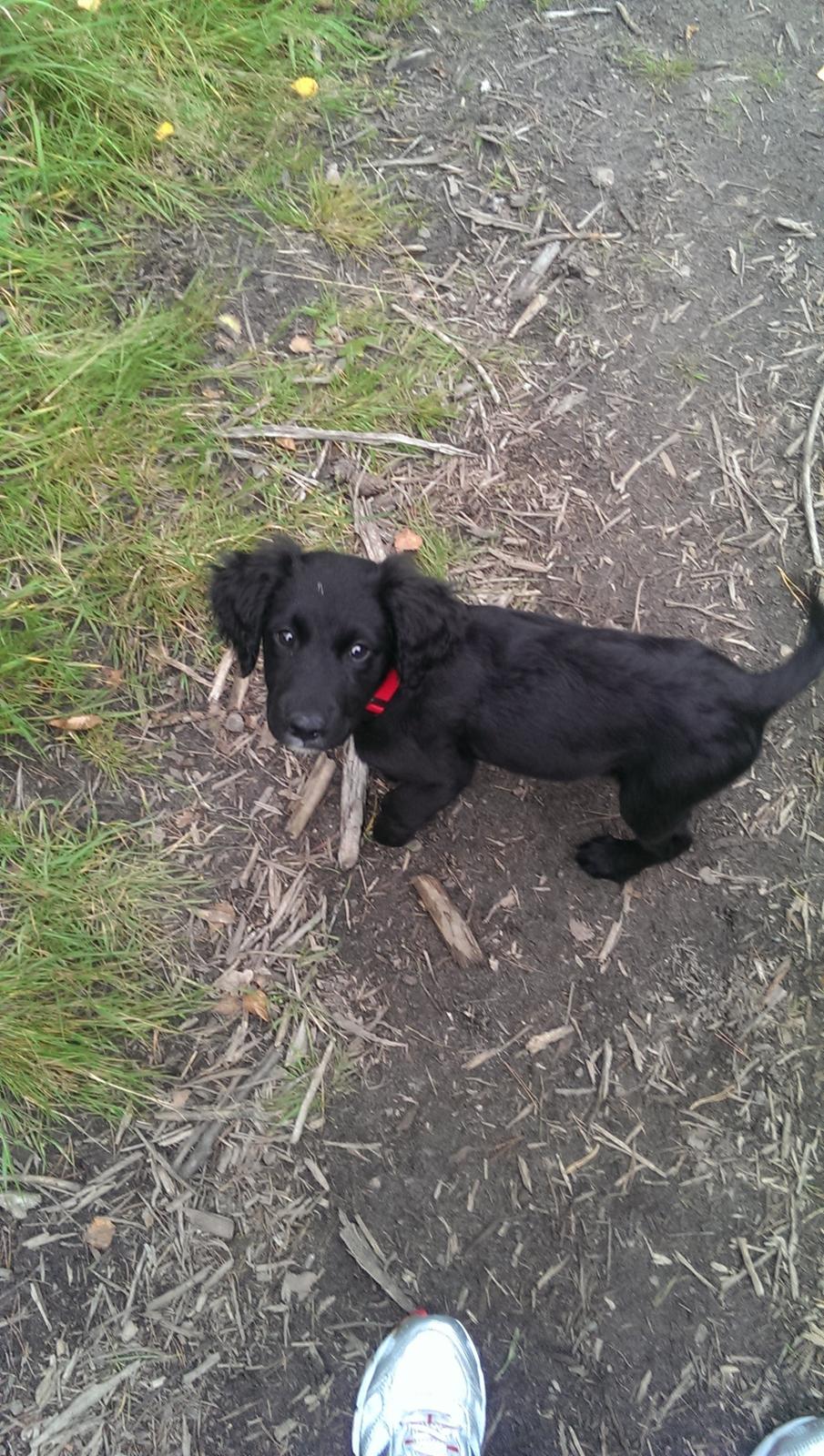 Blanding af racer Joy billede 4