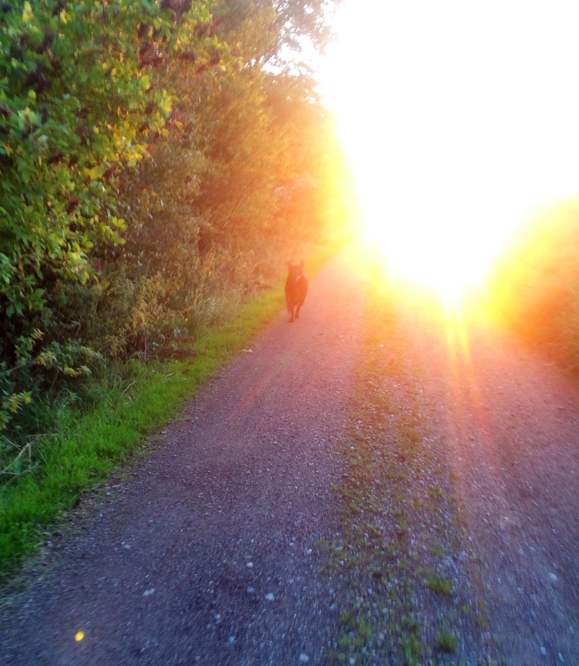 Labrador retriever Balou billede 29