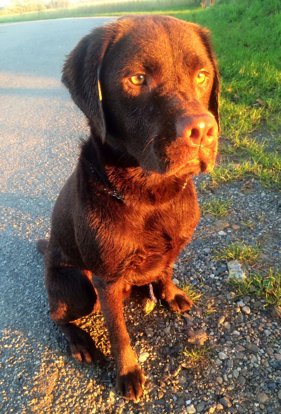 Labrador retriever Balou billede 30