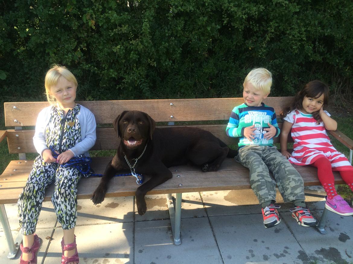 Labrador retriever Balou billede 31