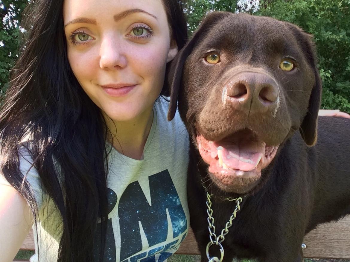 Labrador retriever Balou billede 32