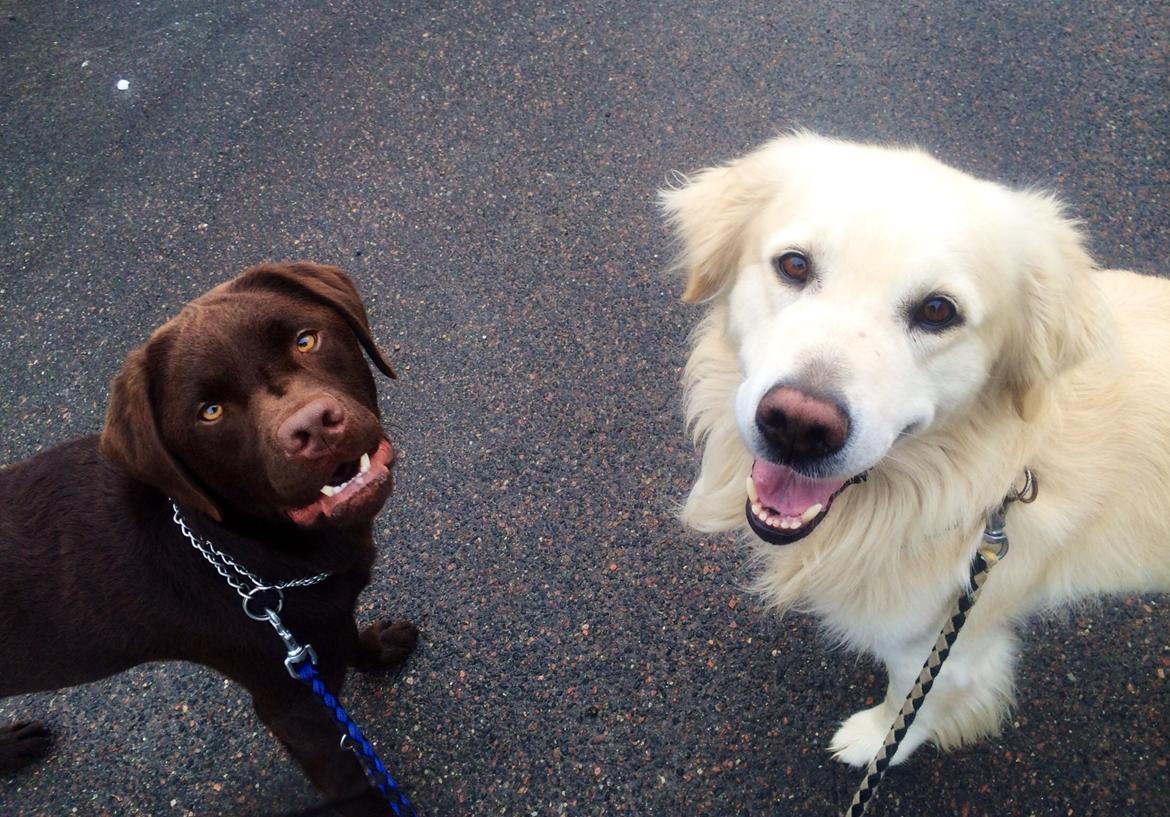 Labrador retriever Balou billede 33