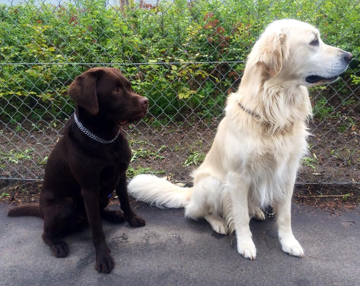 Labrador retriever Balou billede 34