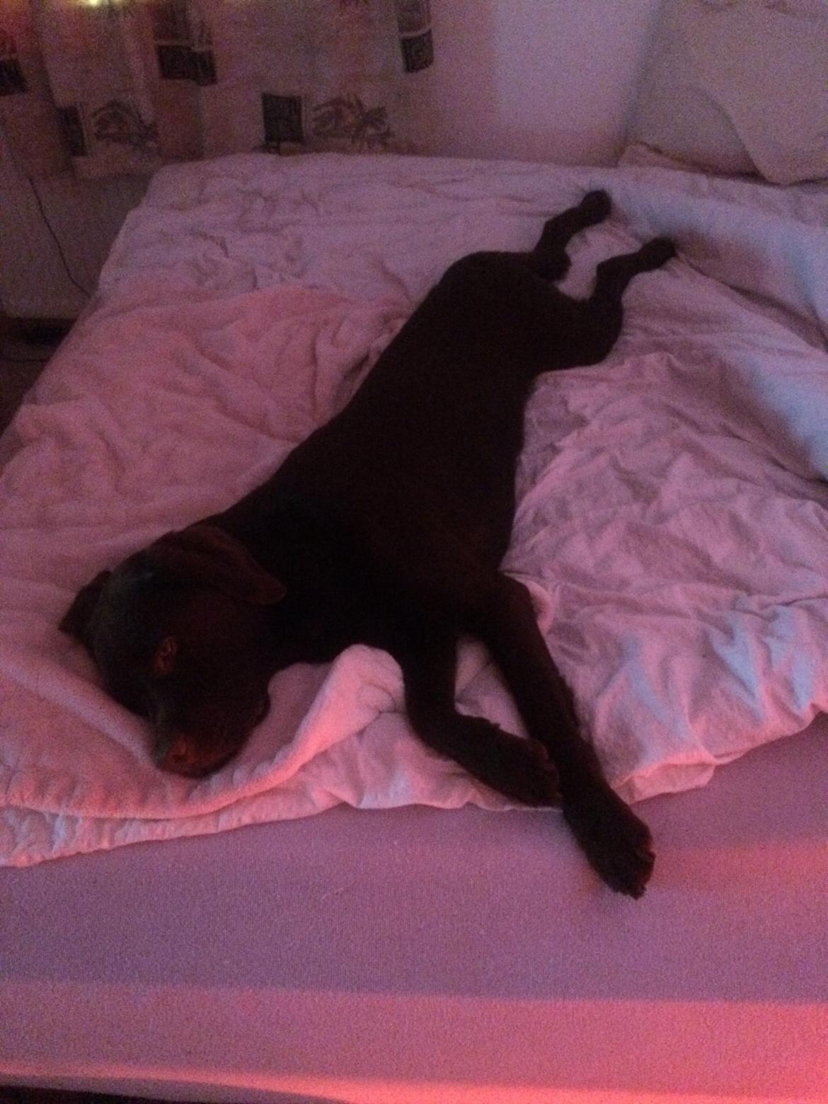 Labrador retriever Balou billede 35