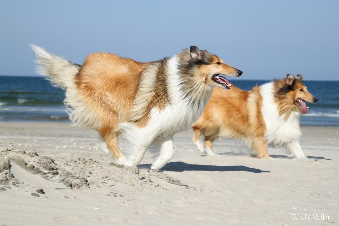 Collie langhåret Ebony Moor´s Adorable Alba billede 25