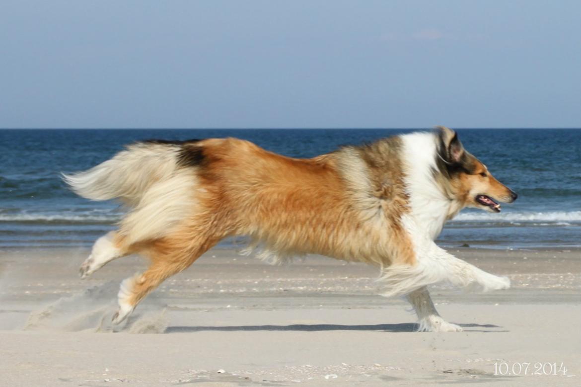 Collie langhåret Ebony Moor´s Adorable Alba billede 24