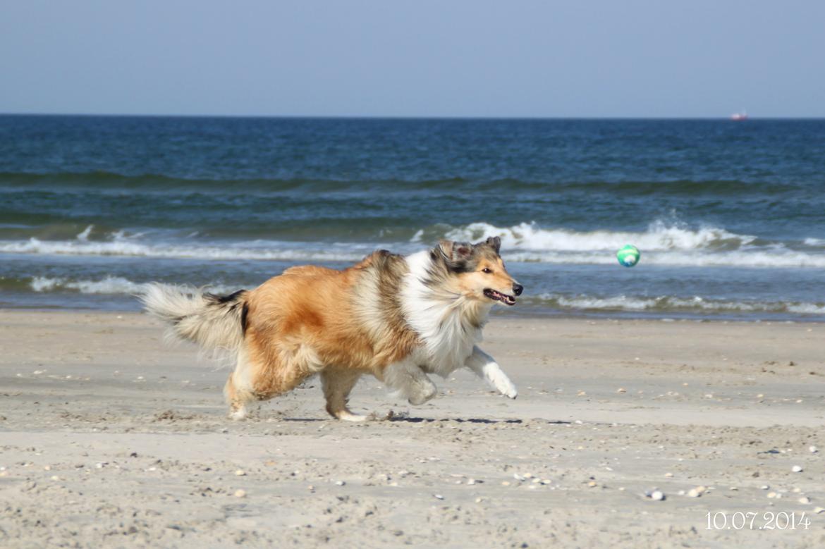 Collie langhåret Ebony Moor´s Adorable Alba billede 26