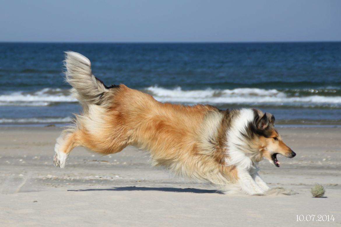 Collie langhåret Ebony Moor´s Adorable Alba billede 3