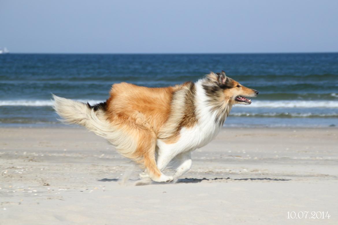 Collie langhåret Ebony Moor´s Adorable Alba billede 28