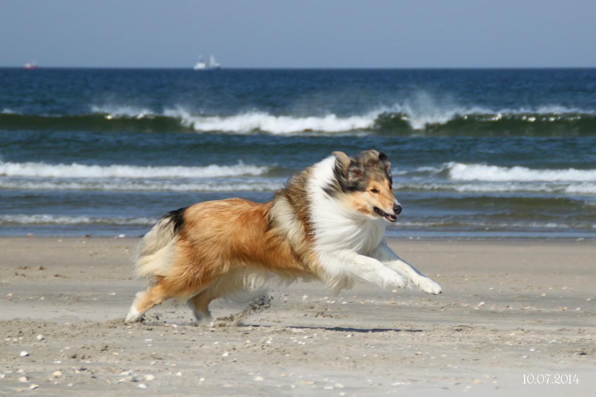 Collie langhåret Ebony Moor´s Adorable Alba billede 27