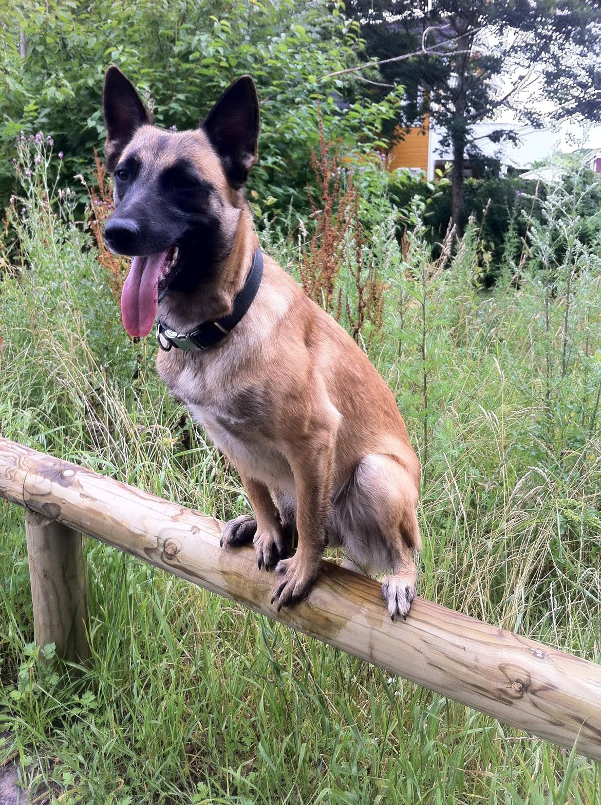 Malinois Kiki Alias Kiksen - kiki 12 mdr. billede 6