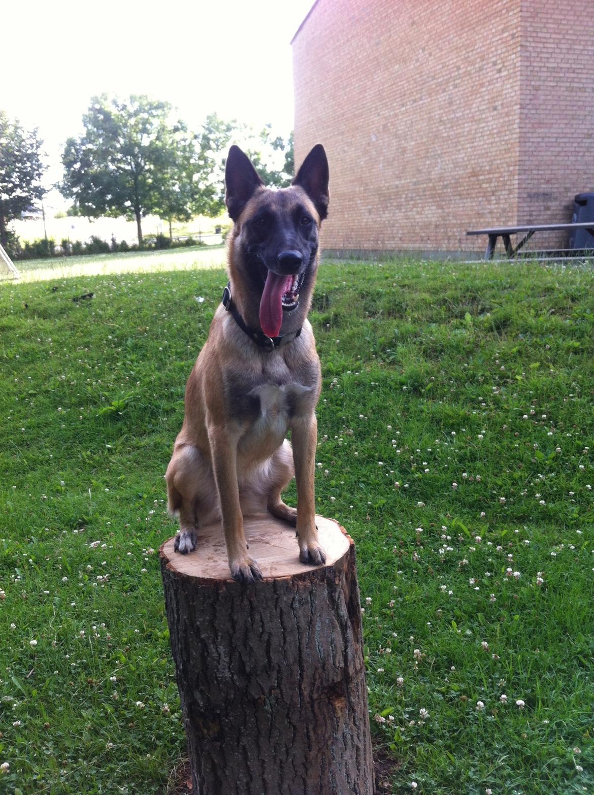 Malinois Kiki Alias Kiksen - Kiki 12 mdr. billede 7