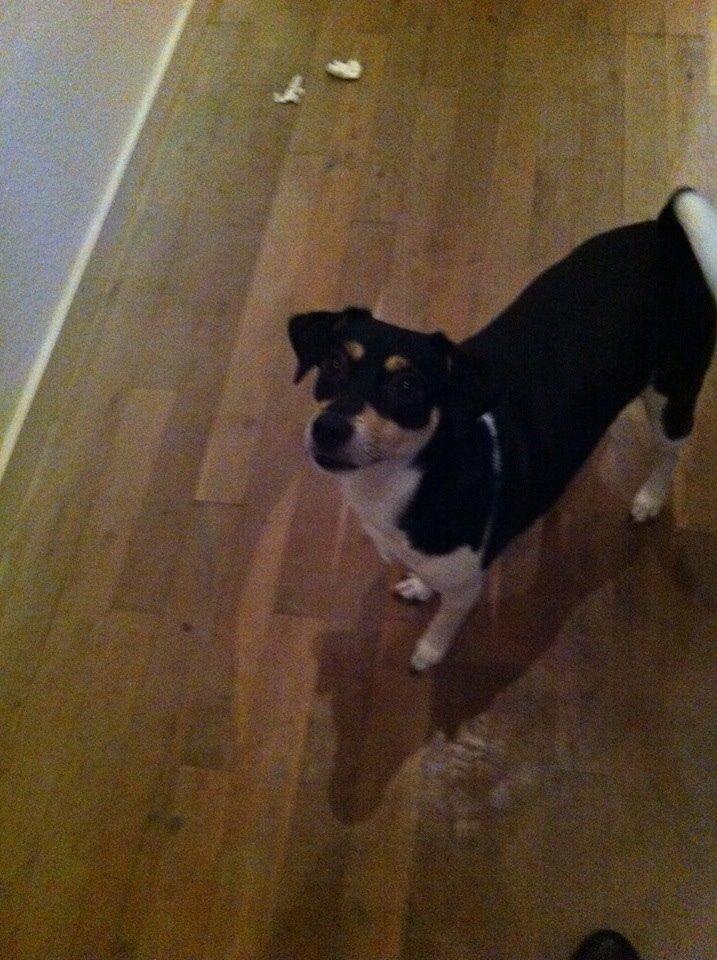 Dansk svensk gaardhund Coffee R.I.P billede 1