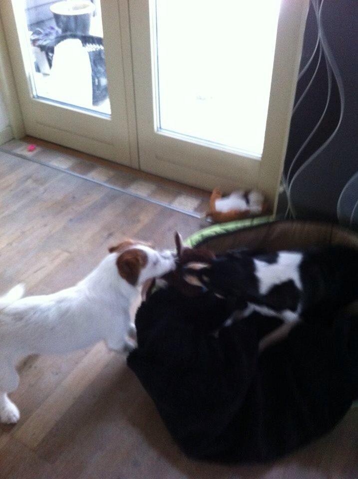 Dansk svensk gaardhund Coffee R.I.P billede 2