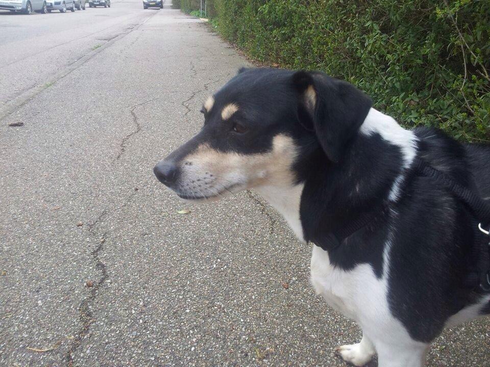 Dansk svensk gaardhund Coffee R.I.P billede 3