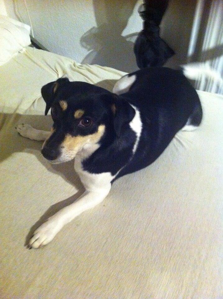 Dansk svensk gaardhund Coffee R.I.P billede 4