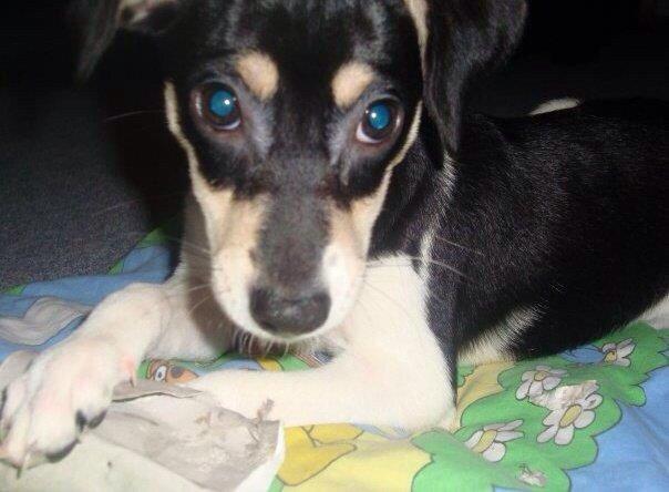 Dansk svensk gaardhund Coffee R.I.P billede 5