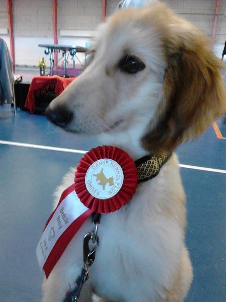 Afghansk mynde Alfred - Alfreds fine rosette for Særdeles Lovende og BIR baby. billede 21