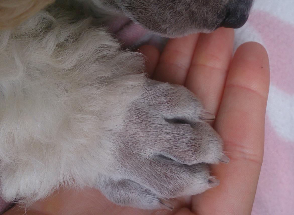 Storpuddel Tula - 8 uger billede 13