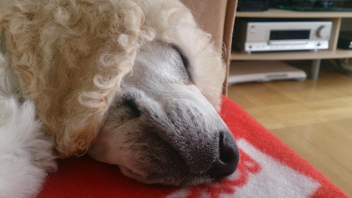 Storpuddel Tula - 12 uger billede 17