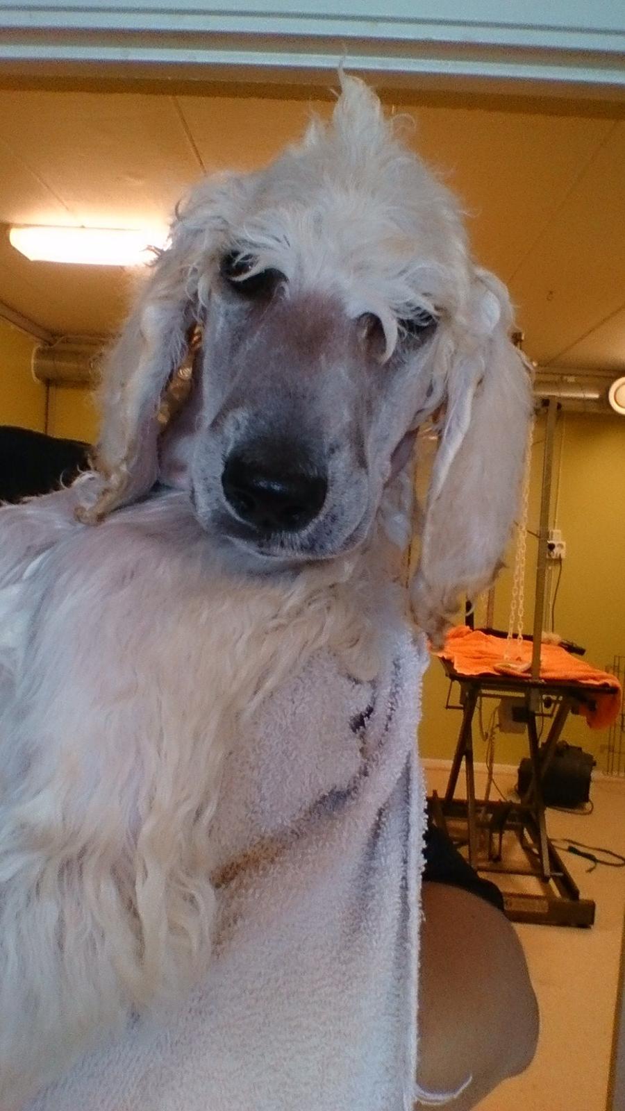 Storpuddel Tula billede 19