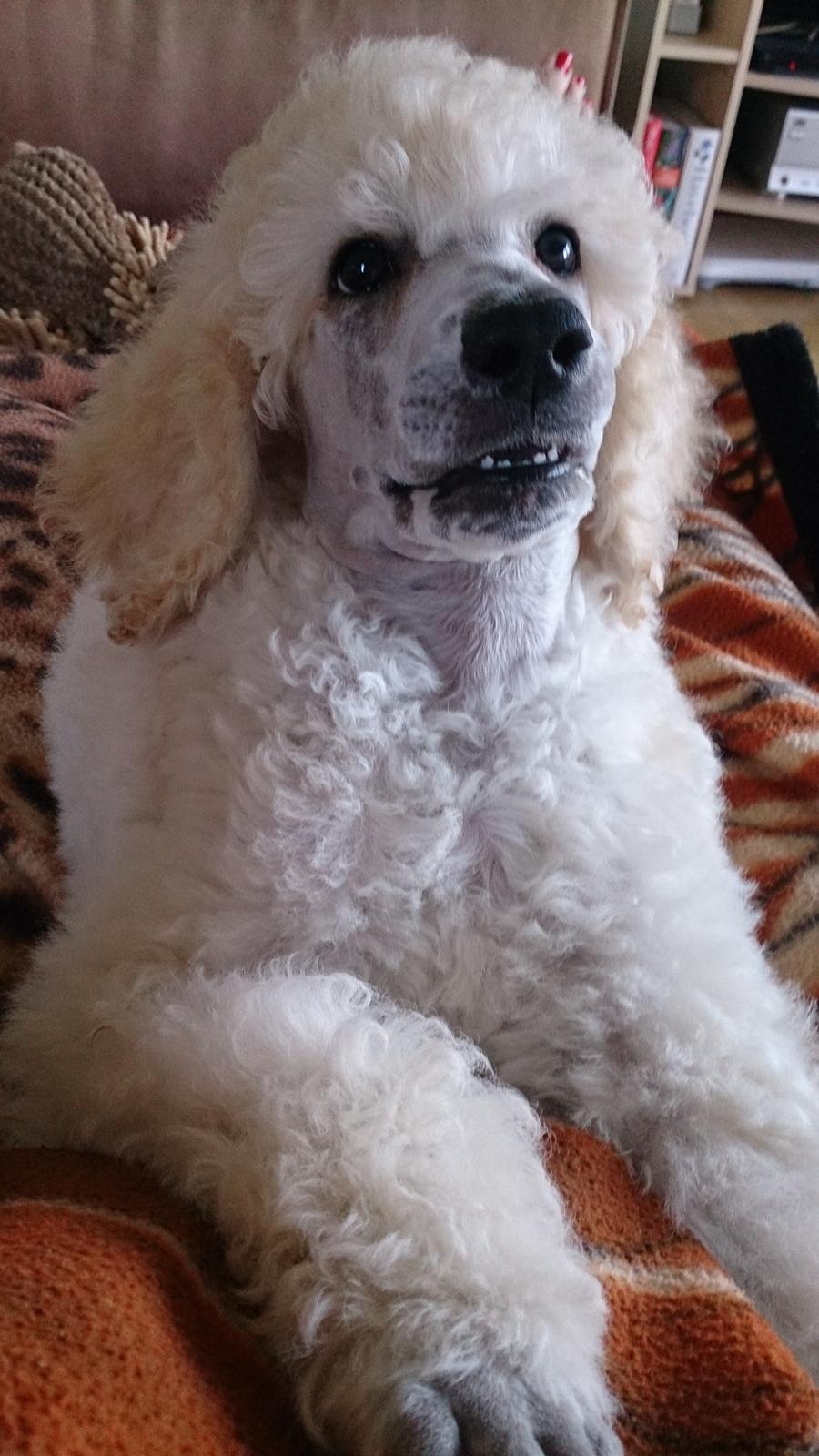 Storpuddel Tula - 9 uger billede 20