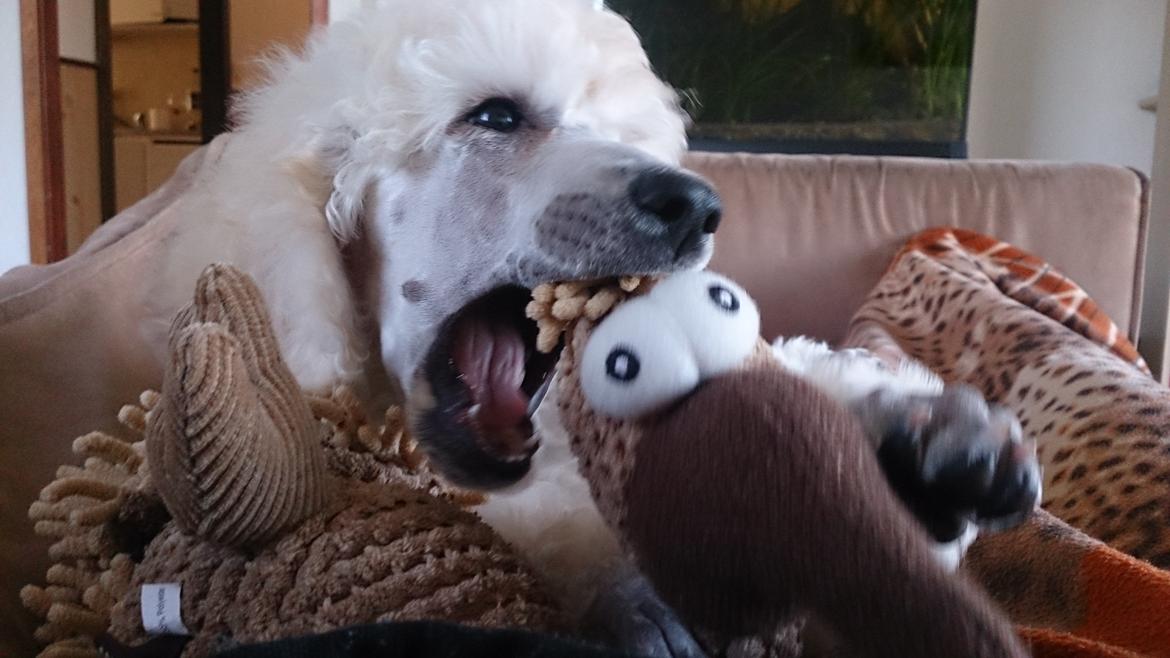 Storpuddel Tula - 8 uger billede 12