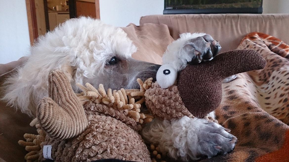 Storpuddel Tula - 9 uger billede 21