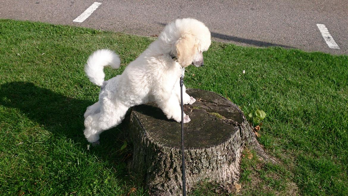 Storpuddel Tula billede 22