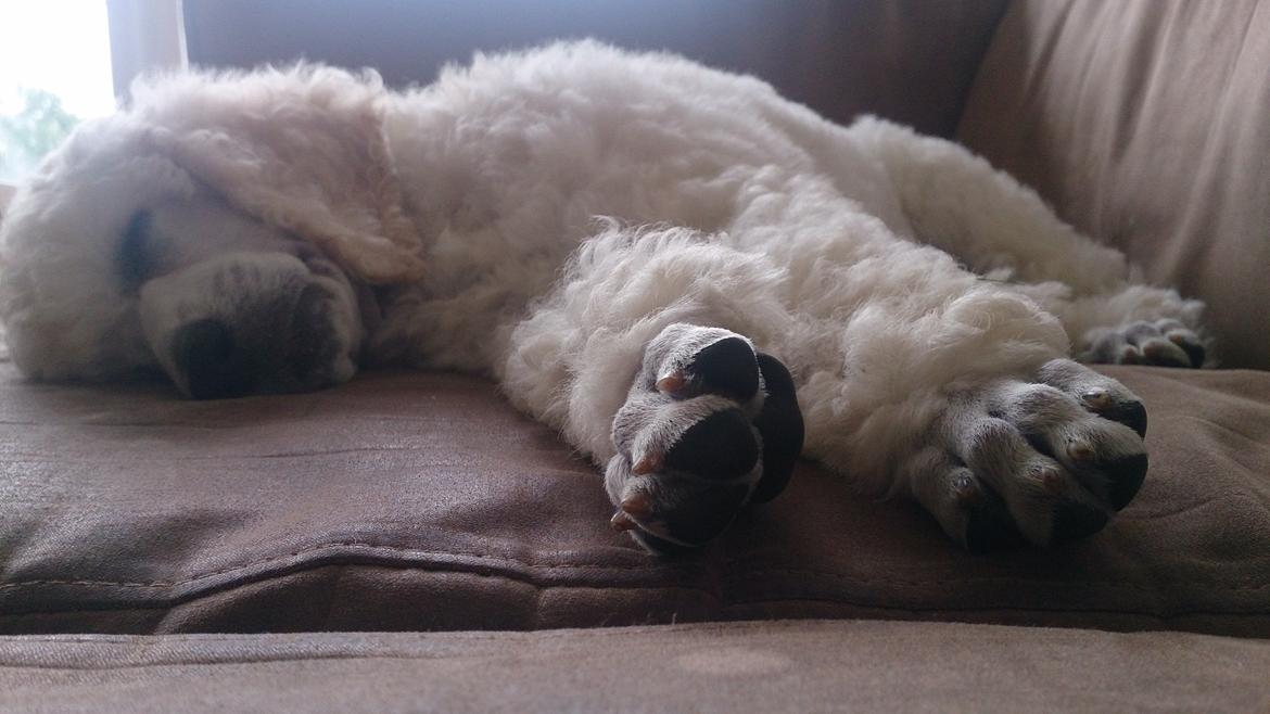 Storpuddel Tula billede 23