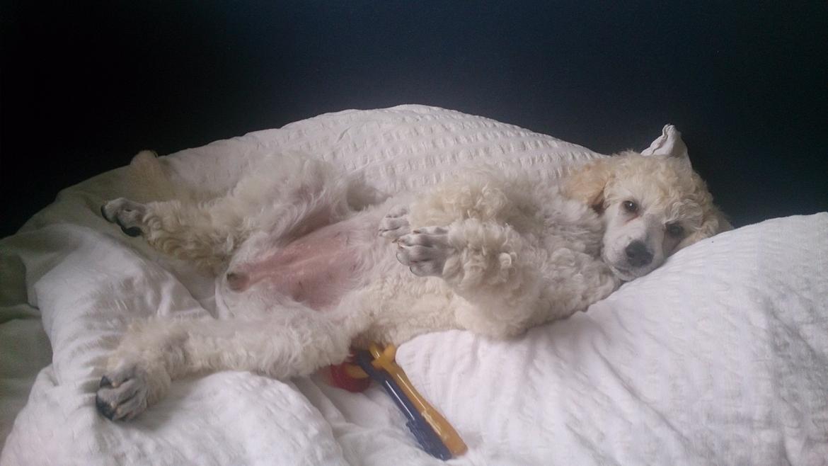 Storpuddel Tula - 8 uger billede 29