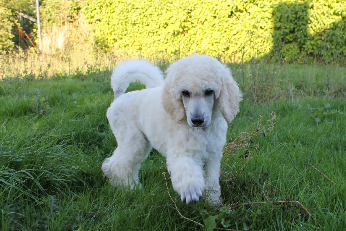 Storpuddel Tula - 8 uger billede 25