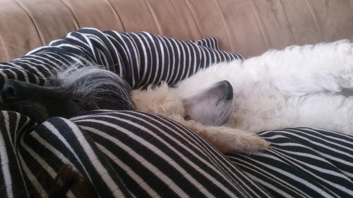 Storpuddel Tula - 8 uger billede 15