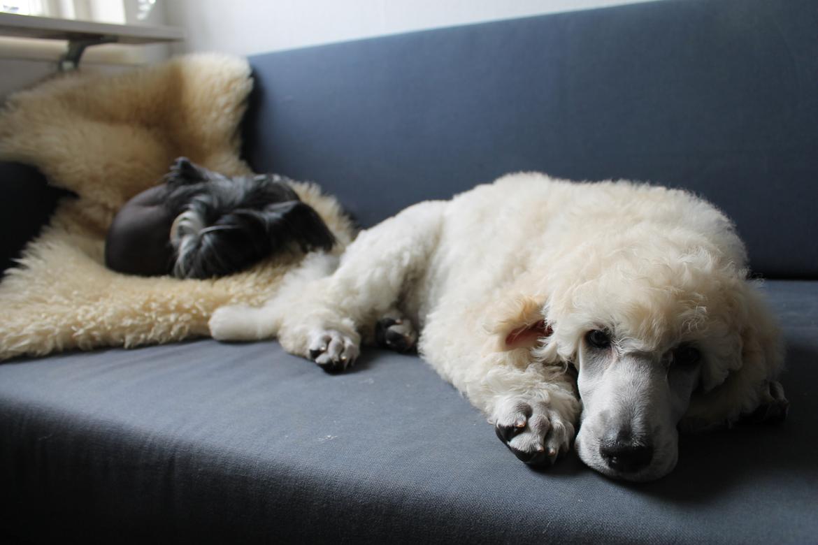 Storpuddel Tula - 8 uger billede 26