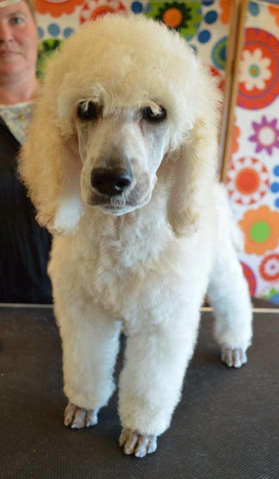 Storpuddel Tula - 8 uger billede 11