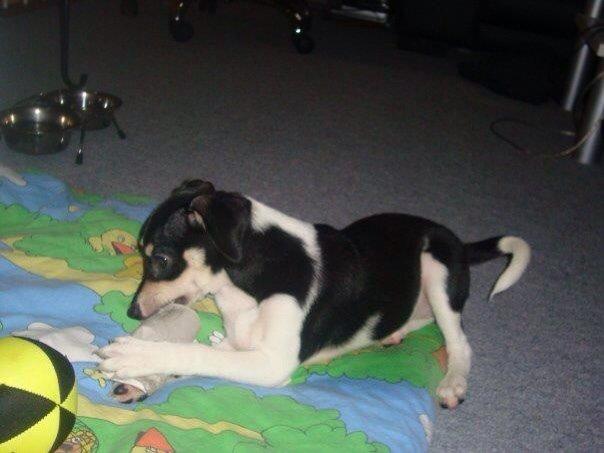 Dansk svensk gaardhund Coffee R.I.P billede 8