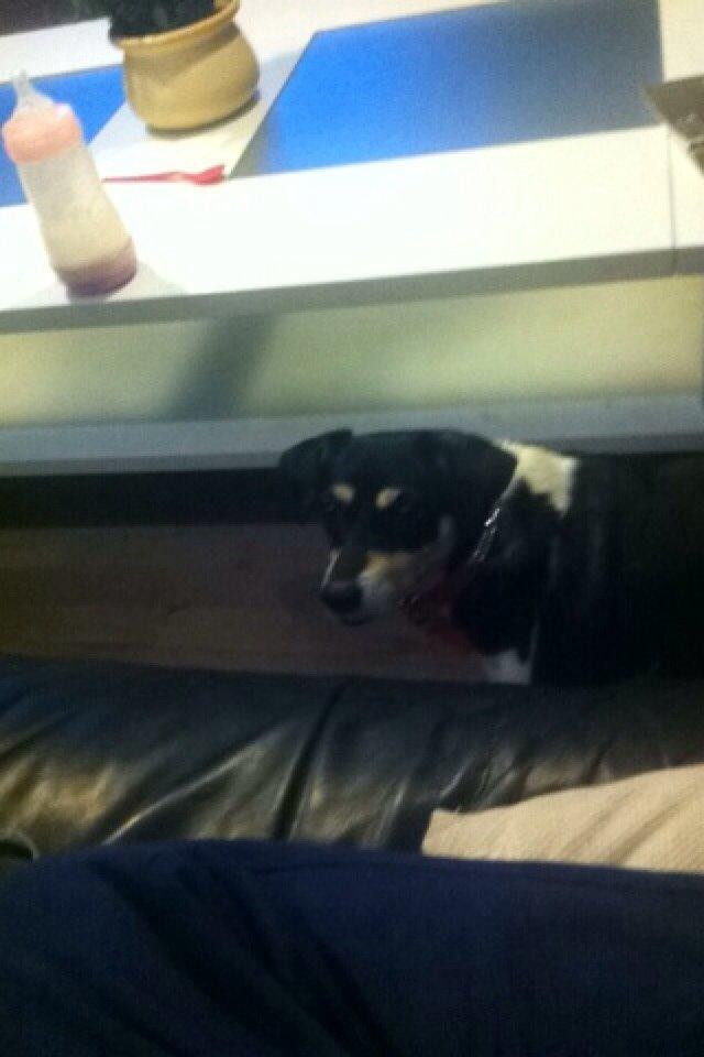 Dansk svensk gaardhund Coffee R.I.P billede 10