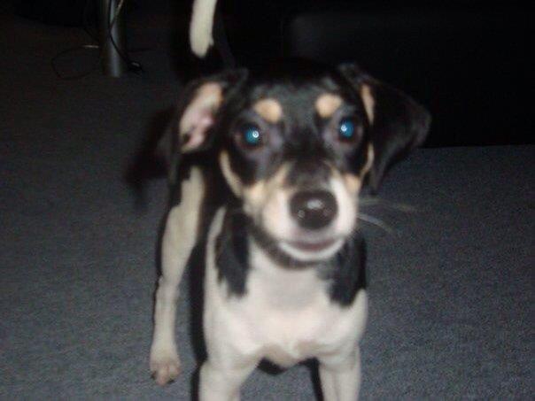 Dansk svensk gaardhund Coffee R.I.P billede 11