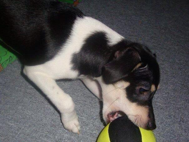 Dansk svensk gaardhund Coffee R.I.P billede 13