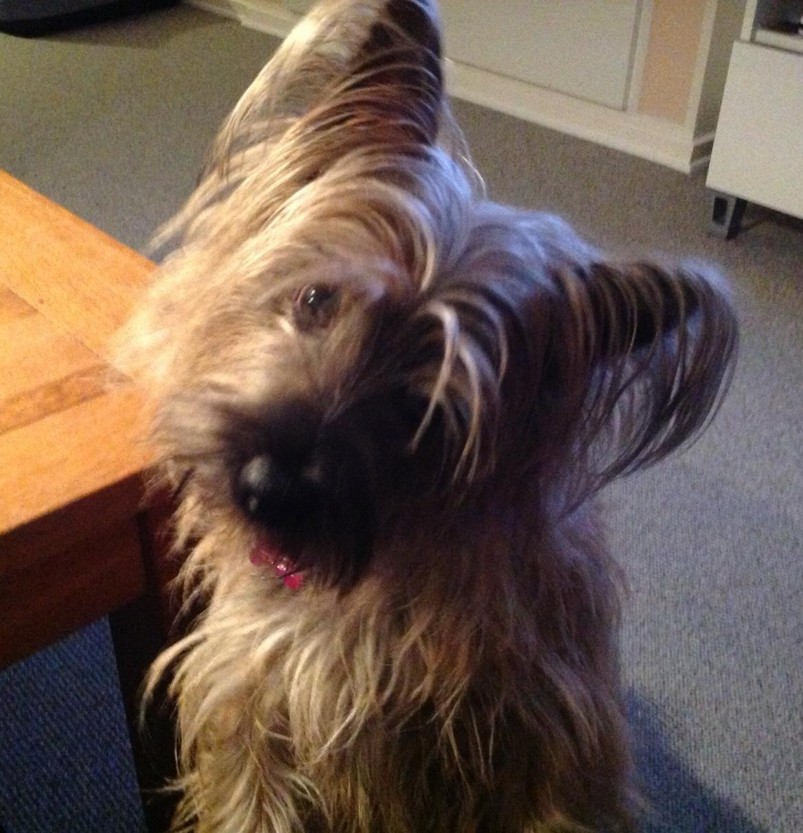 Blanding af racer Liva billede 1