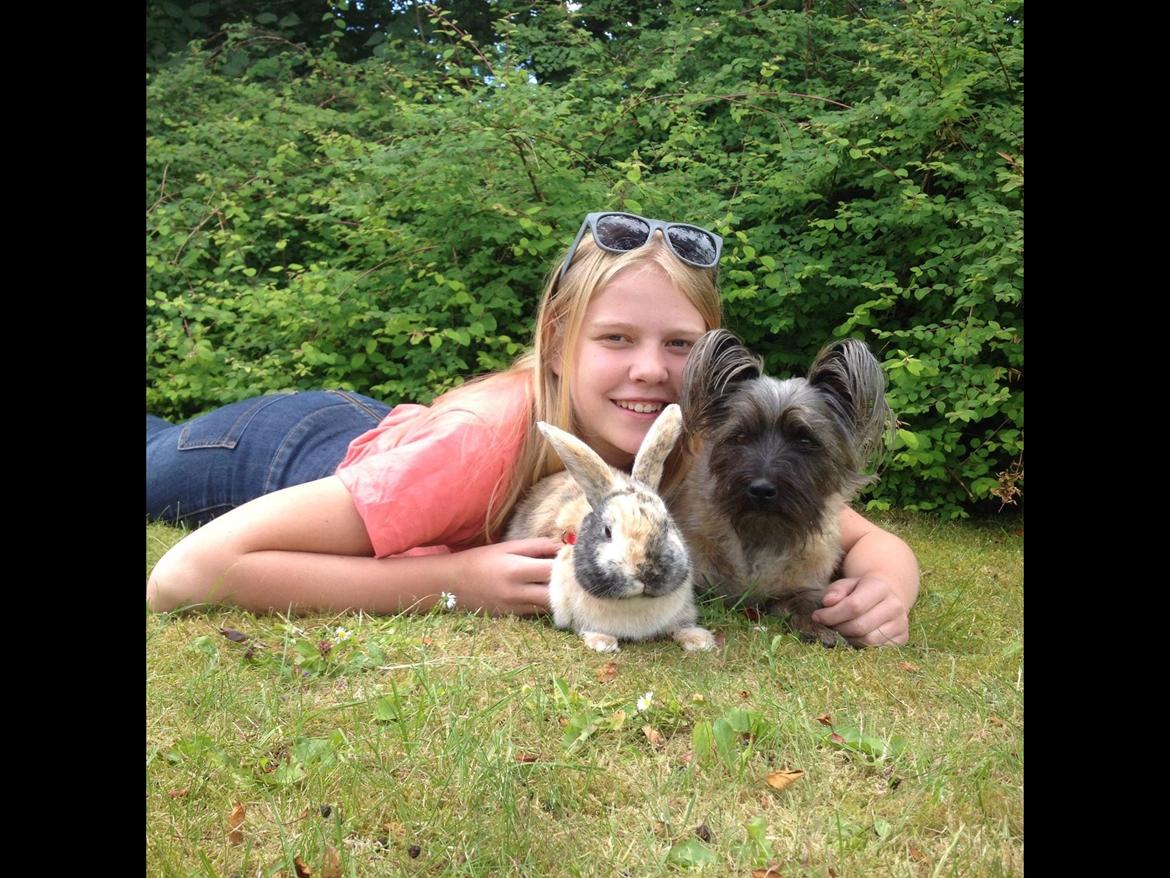 Blanding af racer Liva billede 2