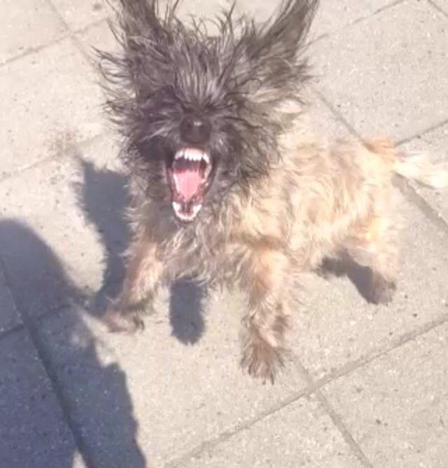 Blanding af racer Liva billede 3