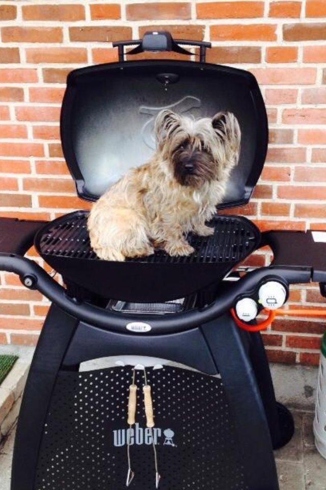 Blanding af racer Liva billede 4